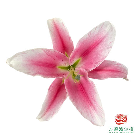 百合-艳粉 5枝一扎 商品图0