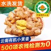 云南文山有机小黄姜 2024年新姜嫩姜新鲜采挖水洗发货 商品缩略图1