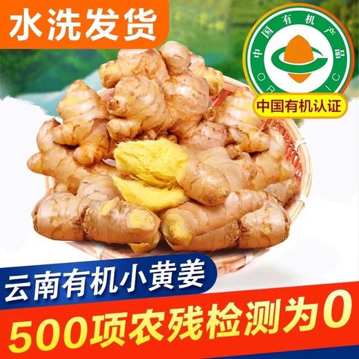 云南文山有机小黄姜 2024年新姜嫩姜新鲜采挖水洗发货 商品图1