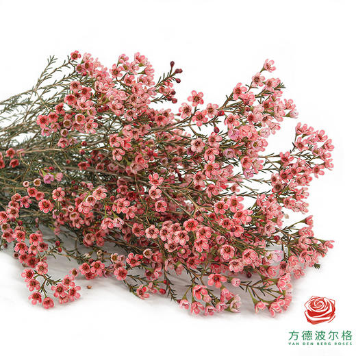 平头腊梅-西柚粉 商品图1