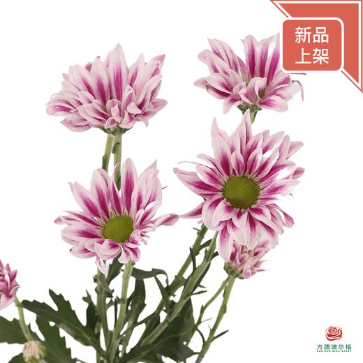 小菊-圆心剧场 10枝一扎 商品图2