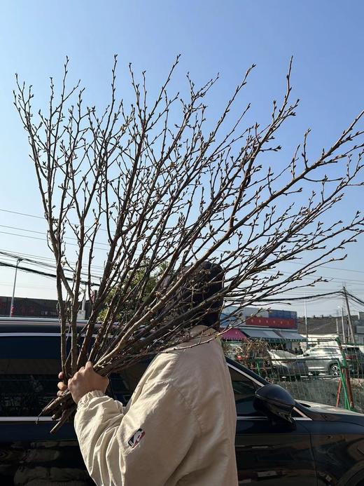 日本进口樱花Keiozakura敬翁樱 商品图3