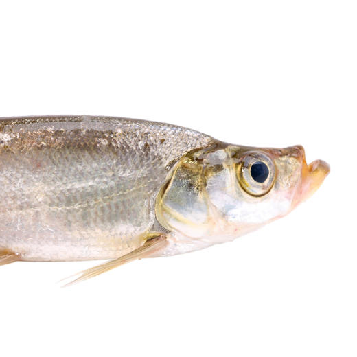 【全国包邮，部分地区除外】产地直发 好余轩丹江鲌锁鲜翘嘴鲌10斤礼盒装 商品图4