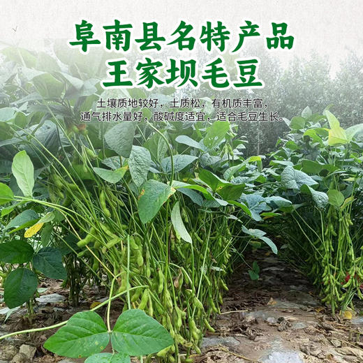 杨博士速冻毛豆仁 去壳毛豆米 鲜嫩饱满炒菜烹饪配菜 商品图4