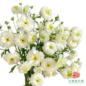 蝴蝶洋牡丹-白色系