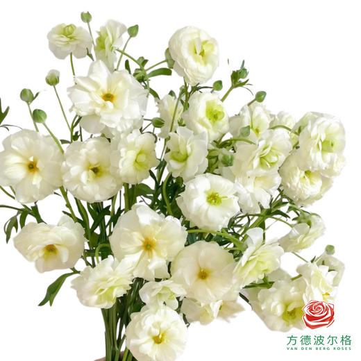 蝴蝶洋牡丹-白色系 商品图0