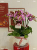 迎福纳祥 · 蝴蝶兰盆栽 商品缩略图1