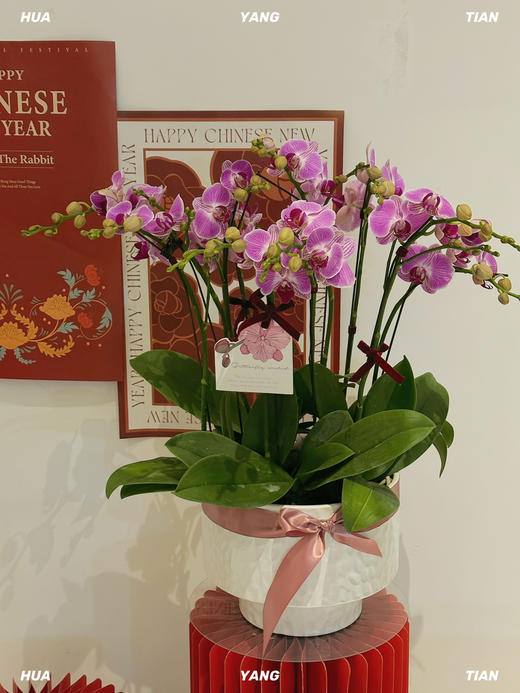 迎福纳祥 · 蝴蝶兰盆栽 商品图1
