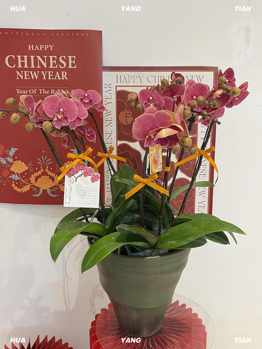 花开见喜 · 蝴蝶兰盆栽 商品图3