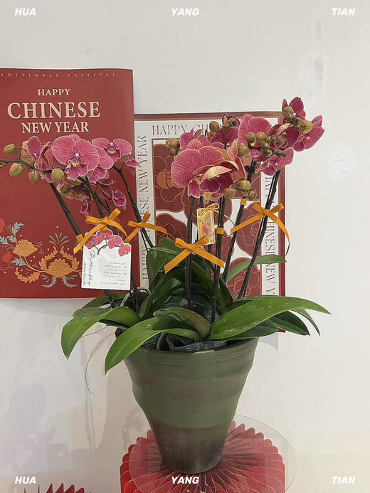 花开见喜 · 蝴蝶兰盆栽 商品图0