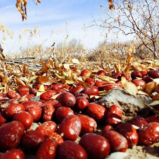 【禾田印象】和田灰枣5斤量贩装（2.5kg/盒） 商品图1