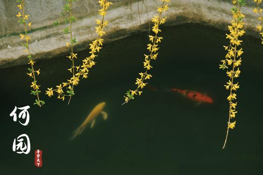 【约惠专线】3.24/3.26确定出发【烟花三月下江南】华东赏樱6天摄影<超特惠团> 商品图9