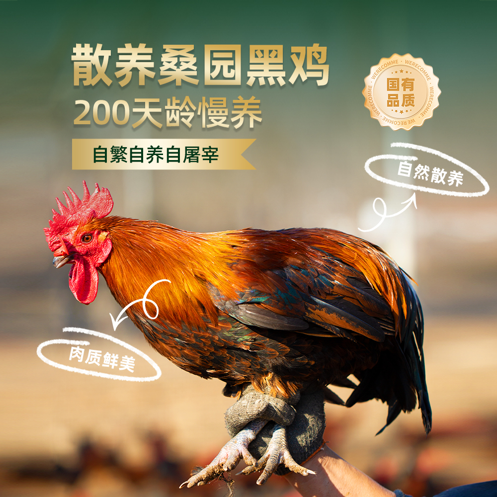 【桑园公社】桑虫黑鸡200日龄