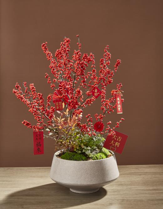 北美冬青(大)SJ780 商品图0