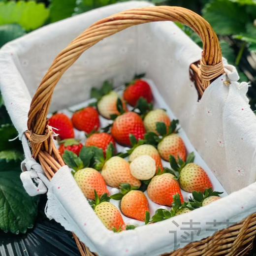 情圆有机草莓礼盒 商品图1