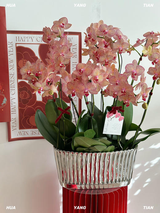 鸿运连连 · 蝴蝶兰盆栽 商品图1