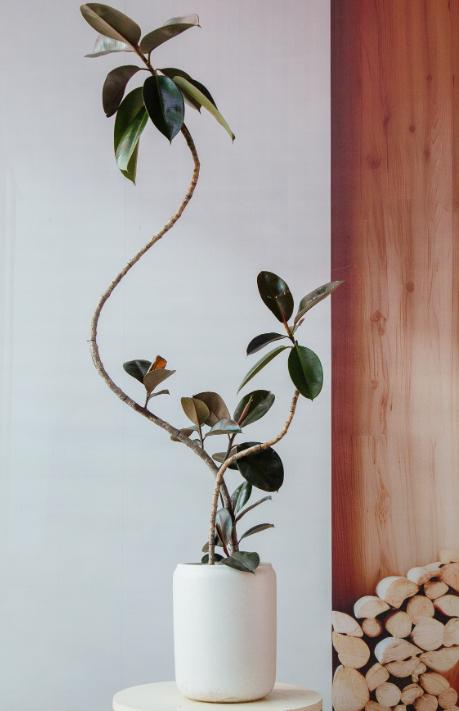 造型黑金刚 商品图2