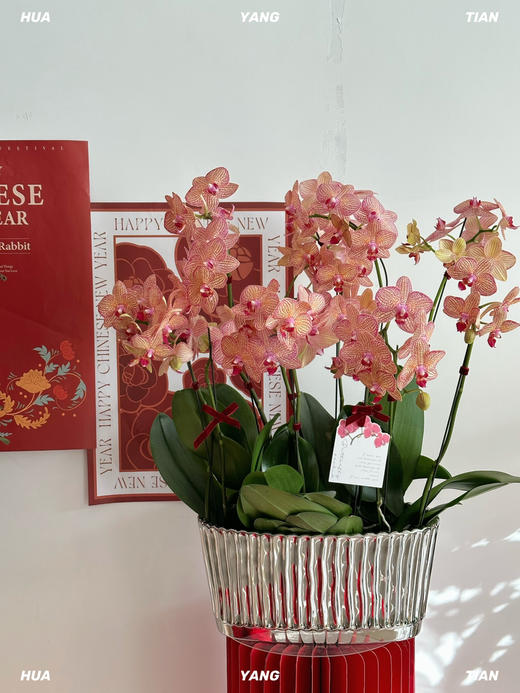 鸿运连连 · 蝴蝶兰盆栽 商品图0