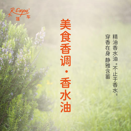 美食香调香水油 植物精油香氛 适用护体香 护手油 润发丝 大篷车精油 商品图0