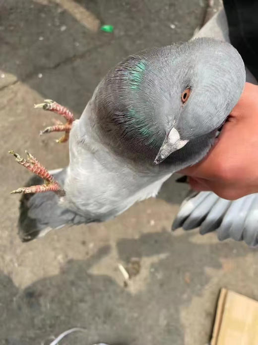 每周五配送，周四晚上8点截单＃鸽子，18月龄嫩鸽/五年老鸽，纯粮食喂养，冬季滋补好食材。产妇孕妇手术后康复人群，年老体弱及儿童，都很合适！ 商品图1