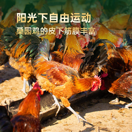 【桑园公社】桑虫黑鸡200日龄 商品图3