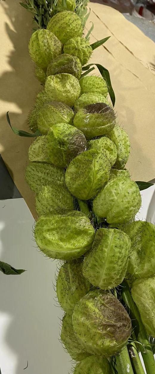 配果 | 唐棉【季节原因可能会有部分偏黑，如有运输压扁不售后，介意慎拍】 商品图5