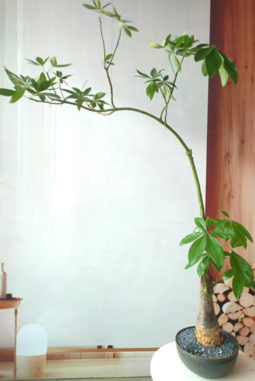 造型发财树 商品图2