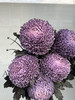 马来西亚-【牡丹菊】灰紫色 商品缩略图0