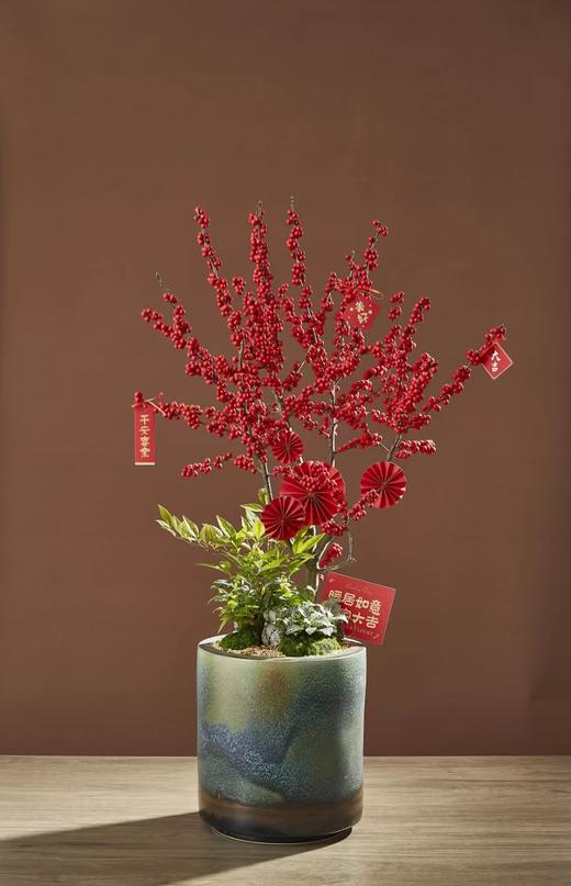 北美冬青(大)ZWT直1080 商品图0