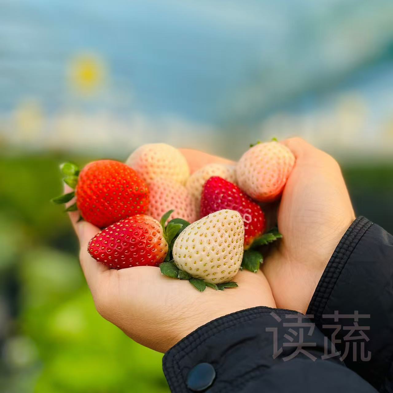 情圆有机草莓礼盒