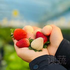 情圆有机草莓礼盒