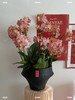 金禧一生 · 蝴蝶兰盆栽 商品缩略图2