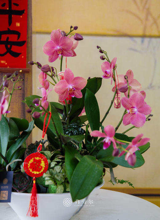 JT拥抱好运 商品图2