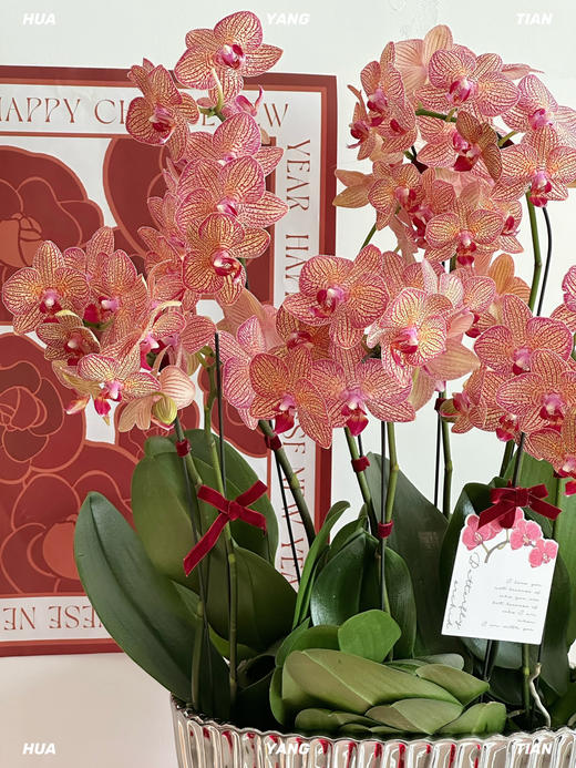 鸿运连连 · 蝴蝶兰盆栽 商品图2