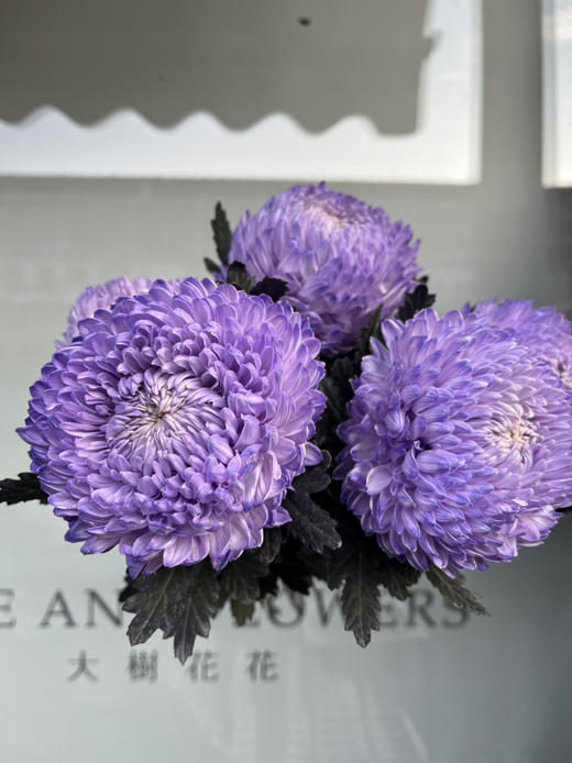 马来西亚-【牡丹菊】浅紫色 商品图1