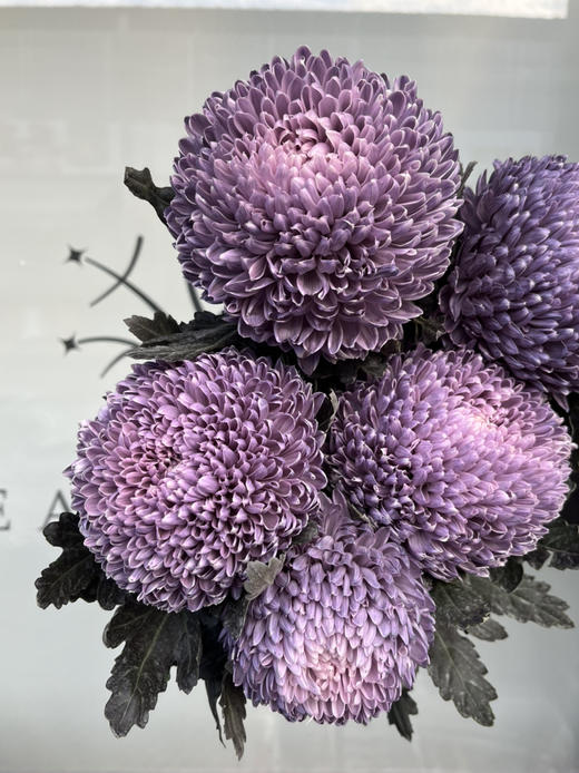 马来西亚-【牡丹菊】灰紫色 商品图1