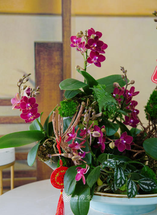 JT锦上添花 商品图2