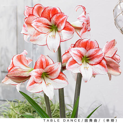 球朵朵朱顶红盆栽 | 到手即种、只需浇水静待花开、送礼佳选、搭配花盆、美观又实用、为生活增添一抹亮色 商品图6