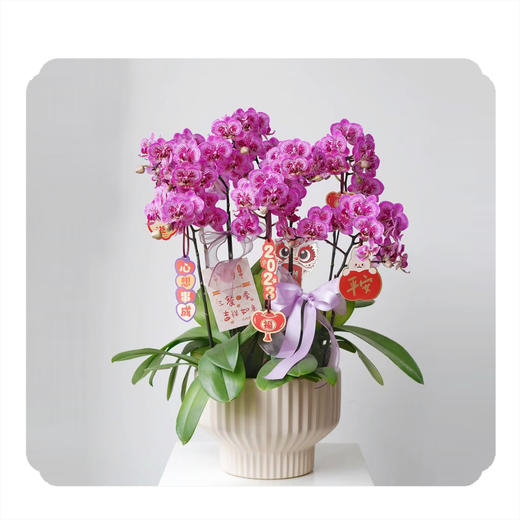 蝴蝶兰——小孔雀 商品图0