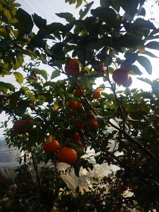 合作产品/ 广西生态砂糖橘  1月10号后发货 商品图12