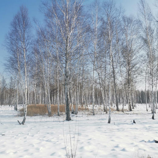 【嘉华浓缩桦树汁2025年新汁】欧盟有机认证  10倍浓缩白桦树汁原始森林野生采集 顺丰发货【新汁5月下旬发货】 商品图7