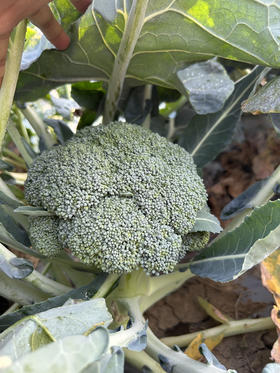 朴愿有机农场 有机西兰花  一个约300g