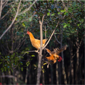 大别山竹林鸡童子鸡900克左右