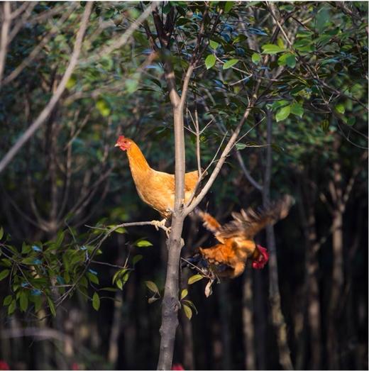 大别山竹林鸡童子鸡900克左右 商品图0