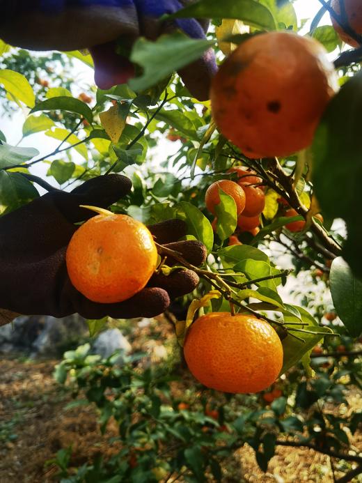 合作产品/ 广西生态砂糖橘  1月10号后发货 商品图9