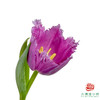 【毛边郁金香】 娜塔莉 10枝一扎 商品缩略图0