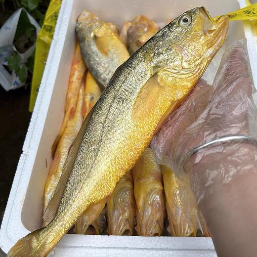 【团臻鲜】舟山半野生大黄鱼（新鲜） 商品图0