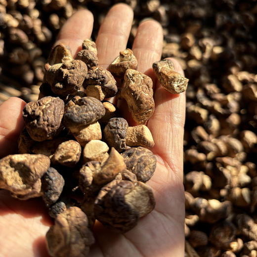 云南深山野香菇 干货 商品图0