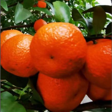 合作产品/ 广西生态砂糖橘  1月10号后发货 商品图3