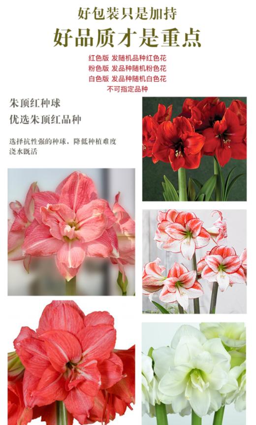 球朵朵朱顶红盆栽 | 到手即种、只需浇水静待花开、送礼佳选、搭配花盆、美观又实用、为生活增添一抹亮色 商品图1